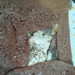 Crêperie L'hermine