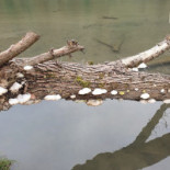 Tennisclub Wohlensee