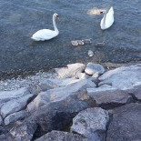 Camping Läui Dschungel