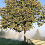 Ahorn-alp