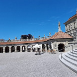 Tulipan