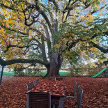 Kastanienbaum