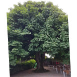 Kastanienbaum