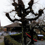 Des Alpes