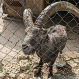 Wildpark Roggenhausen