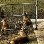 Wildpark Roggenhausen