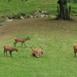 Wildpark Roggenhausen