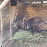 Wildpark Roggenhausen