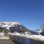 Alpenrose