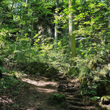 Krottenseer Forst