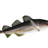 Liman Fisch