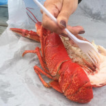 Reilly Shellfish