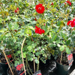 Pennells Garden Centre
