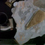 Sri Ganesh Dosa House 1