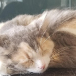Catfé Lounge