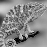 Café Chameleon