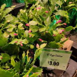 Wegmans