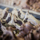 Gelateria Dei Coltelli