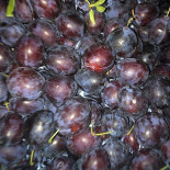 Montrose Orchards